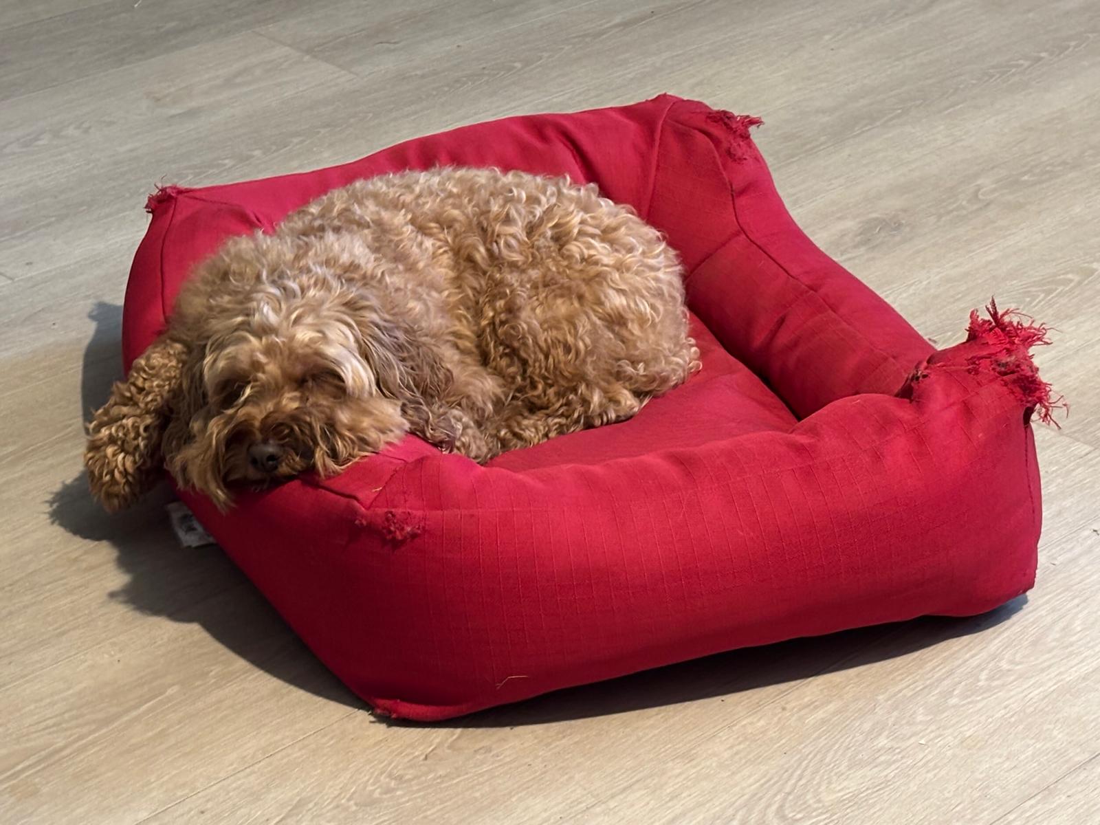 Cavapoo curled up on red bed at 478 Luv Dogs Alpharetta