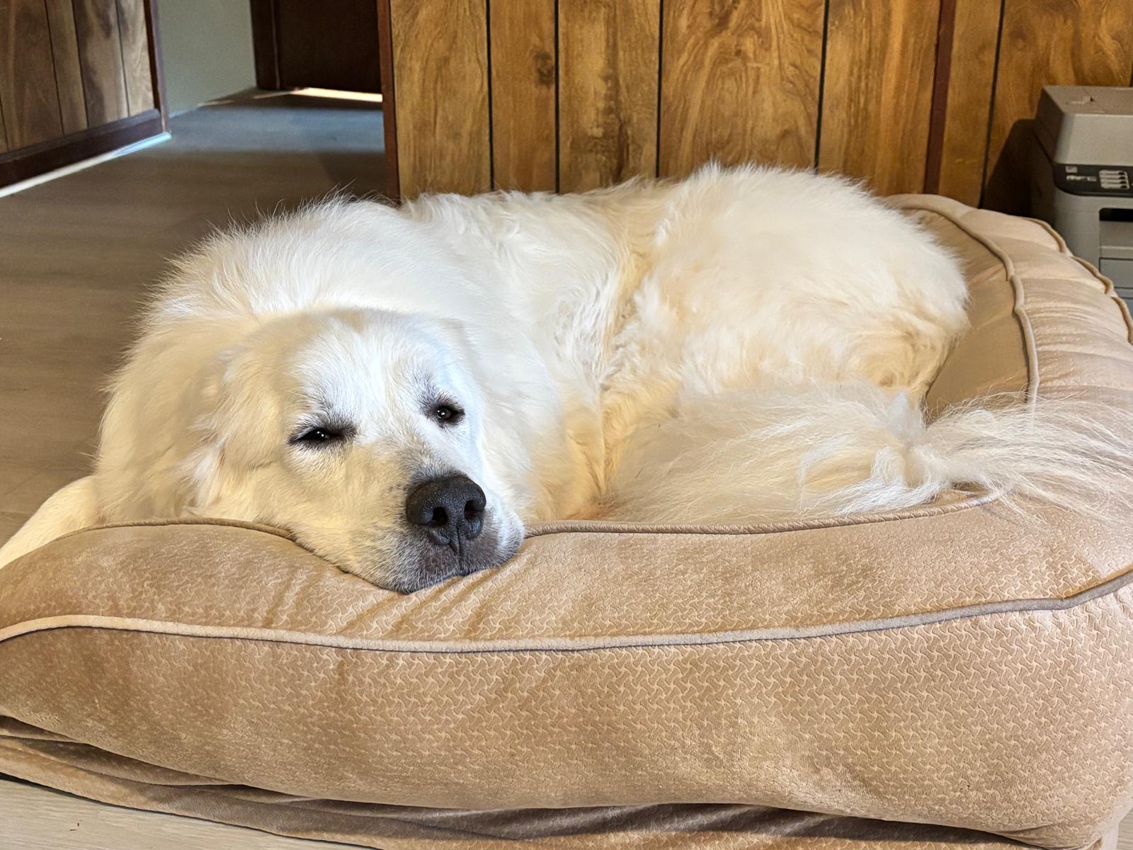 Great Pyrenees resting on bed — overnight boarding at 478 Luv Dogs, Alpharetta