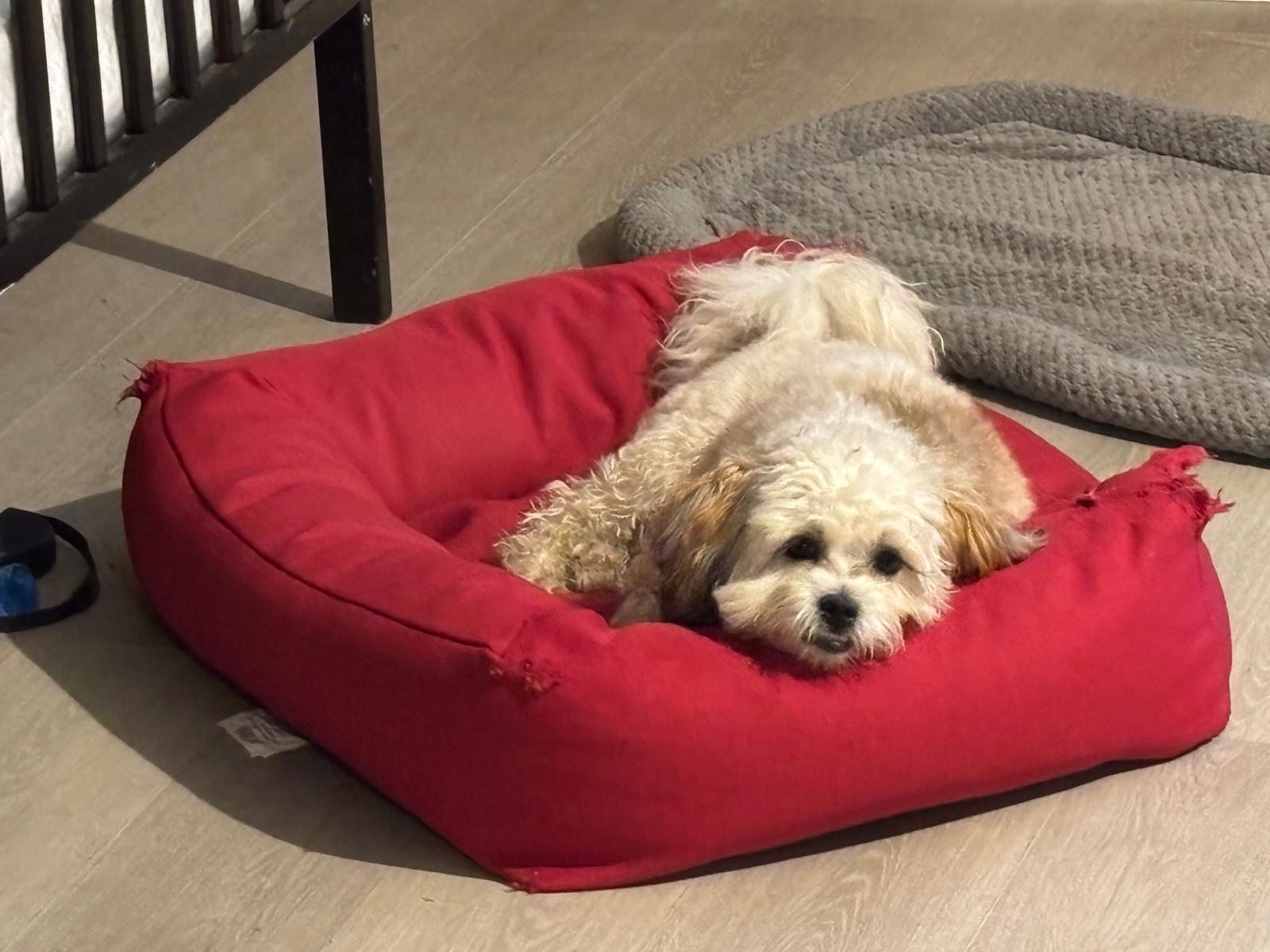 Small fluffy dog resting on red bed at 478 Luv Dogs
