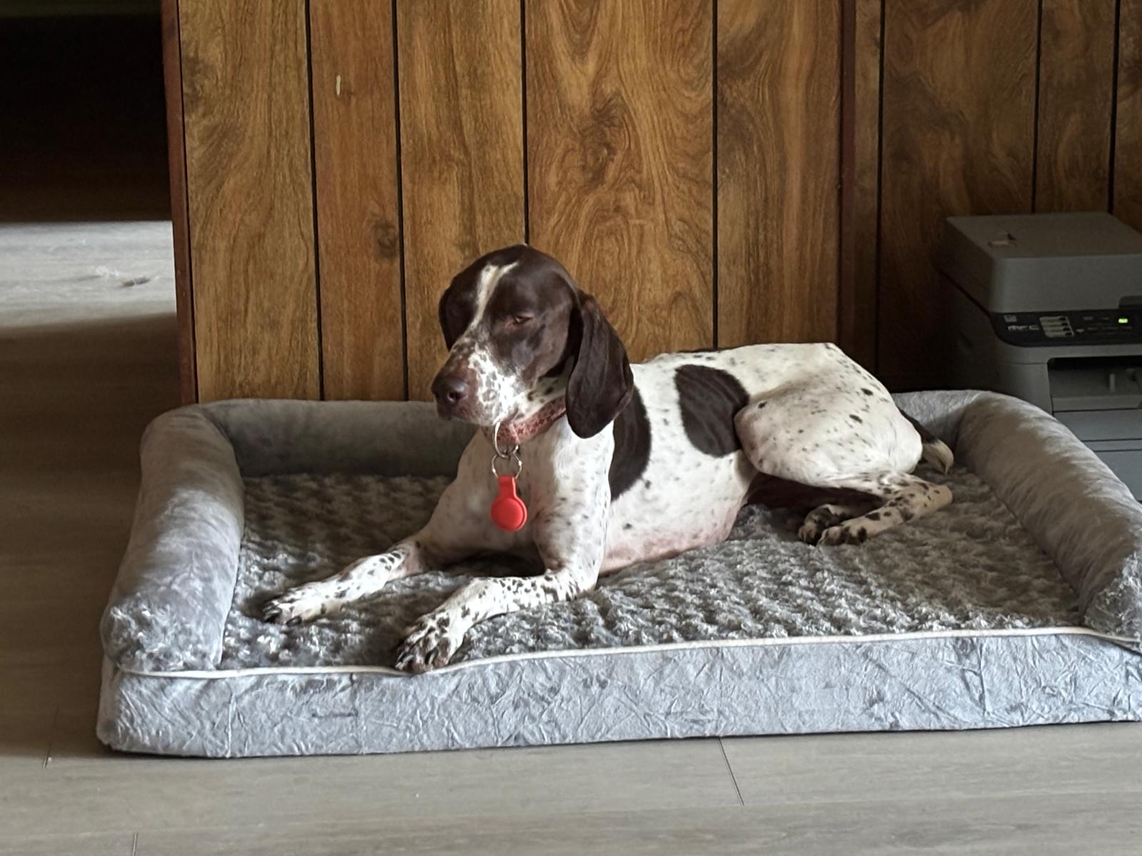 German Shorthaired Pointer relaxing on dog bed — extended stay at 478 Luv Dogs