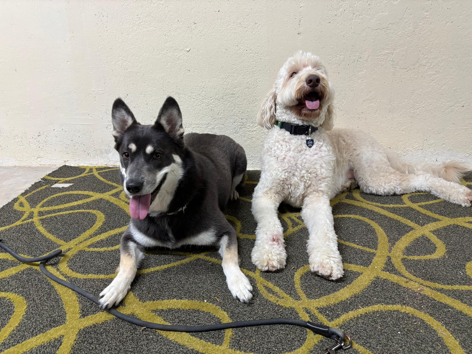 Two dogs at daycare at 478 Luv Dogs, Alpharetta GA