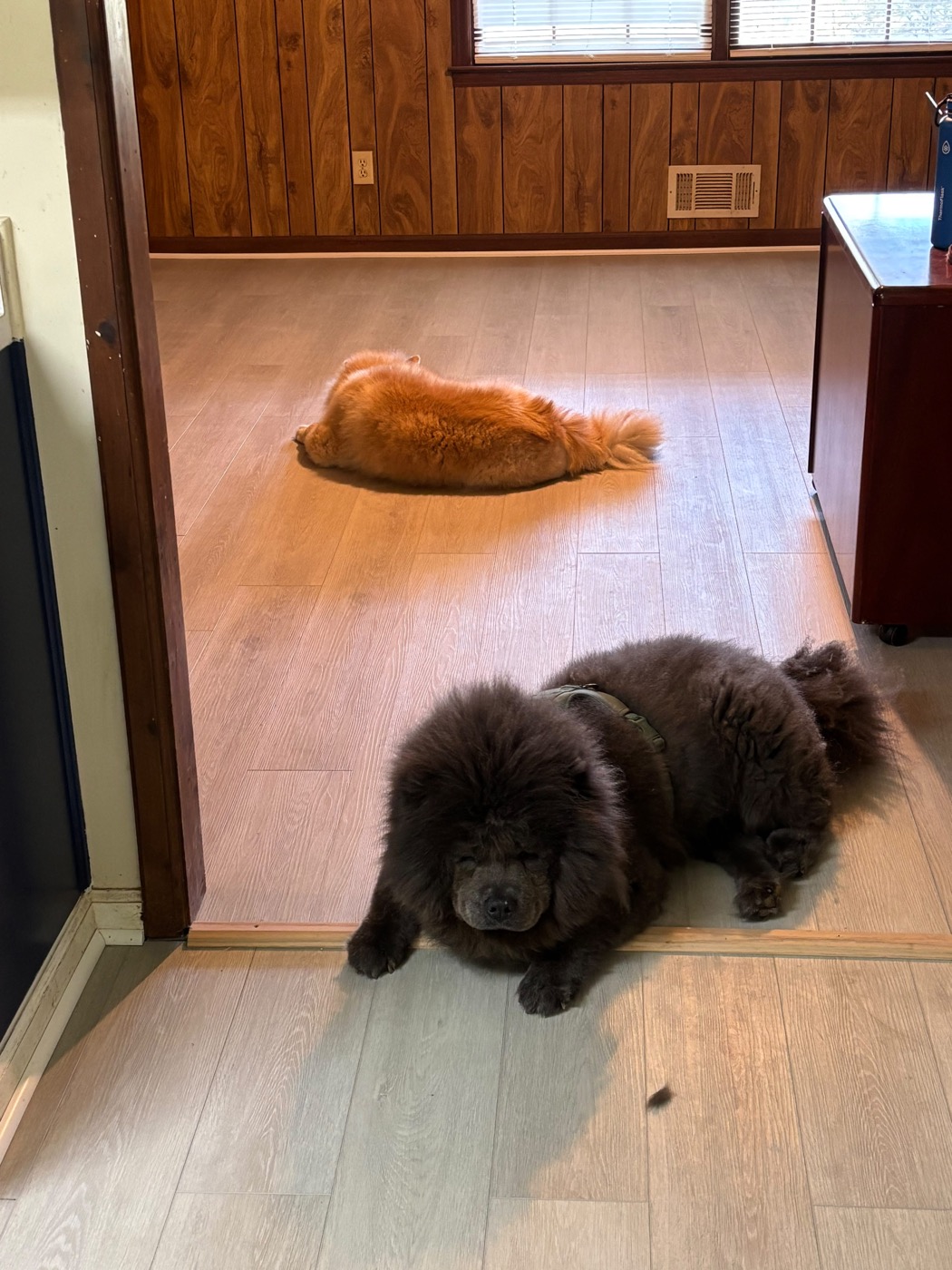 Dogs relaxing together on the floor at 478 Luv Dogs — real cage-free boarding in Alpharetta