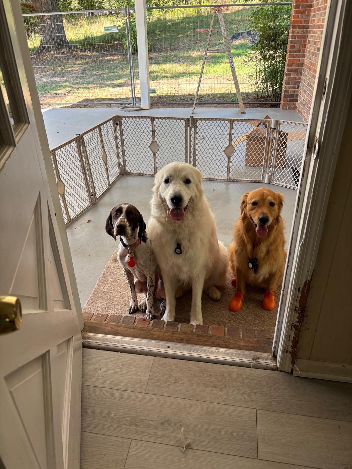 Happy dogs ready for weekend boarding at 478 Luv Dogs Alpharetta