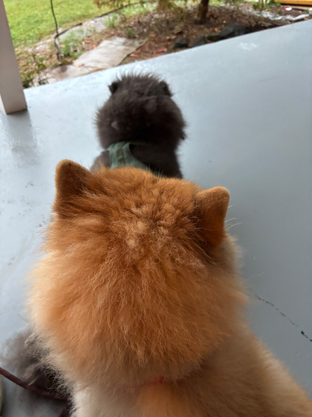 Two dogs enjoying the outdoor space at 478 Luv Dogs Alpharetta