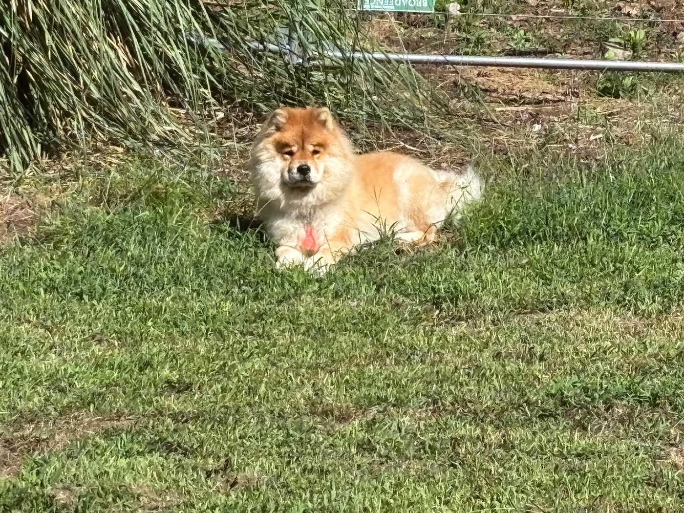 Dogs relaxing in the yard at 478 Luv Dogs cage-free boarding in Alpharetta